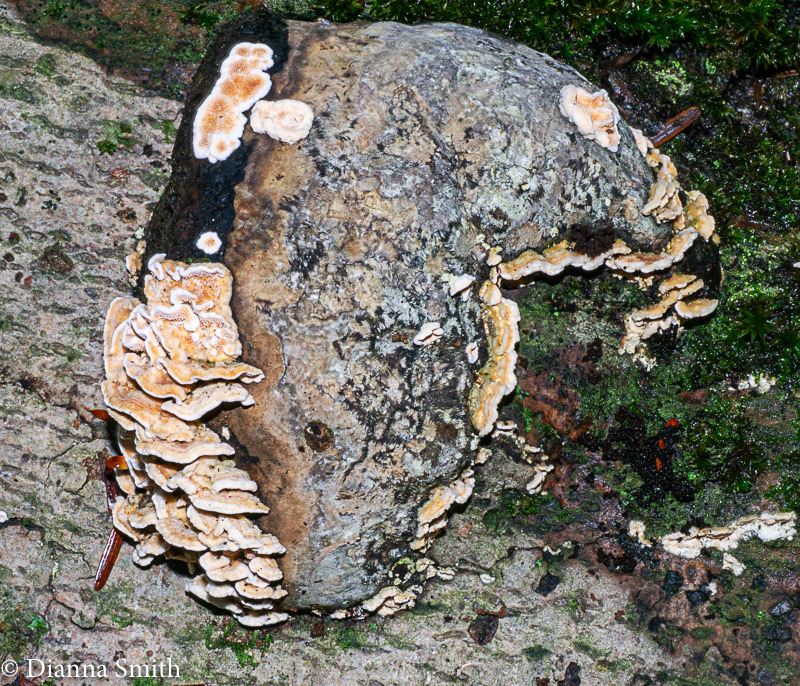 Orange zoned polypore - teeth?1010288