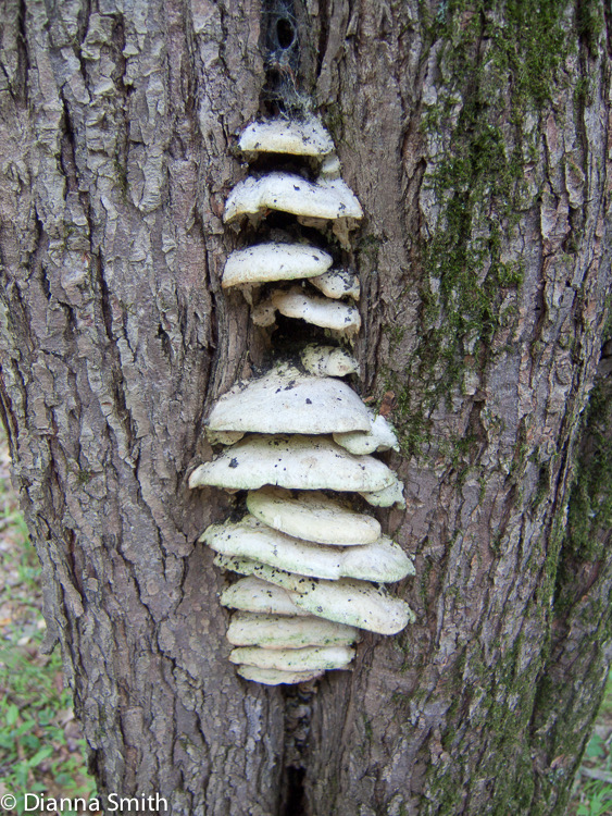 Oxyporus populinus8492