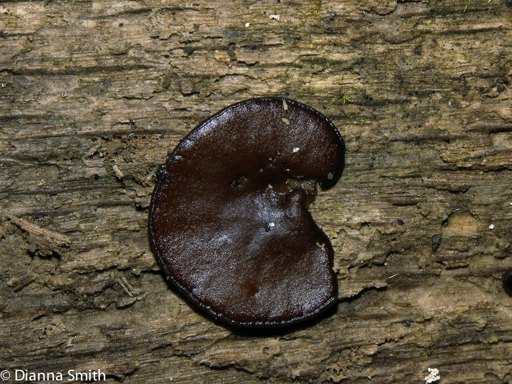 Pachyella clypeata3175
