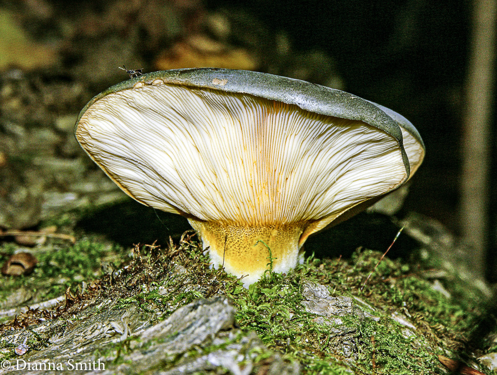 Panellus serotinus4252