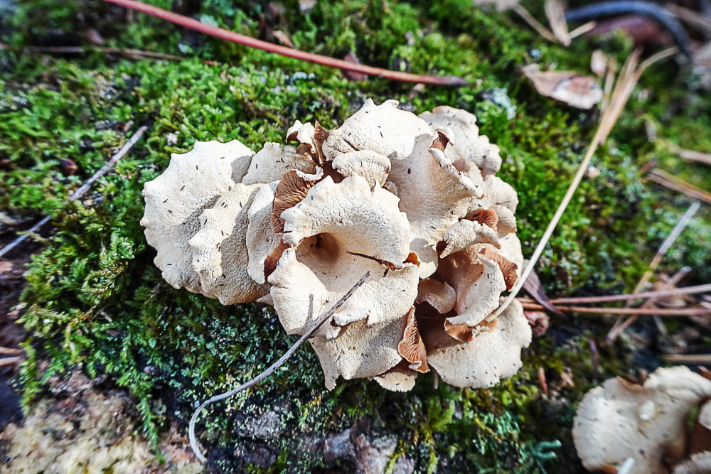 Panellus stipticus 06238