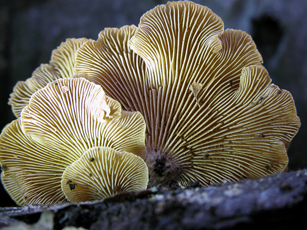 Panellus stipticus2566