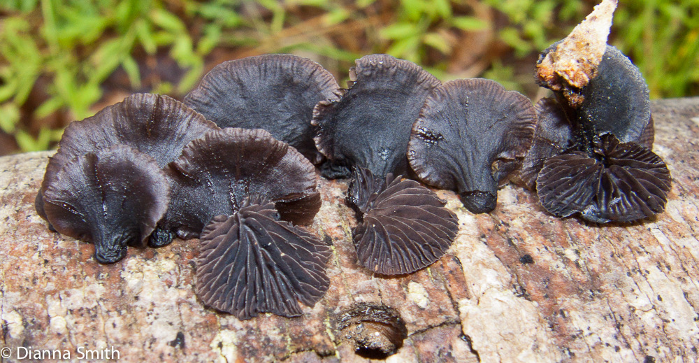Panellus violaceofulvus3121