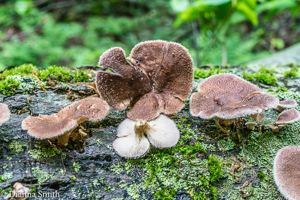 Panus neostrigosus 06780