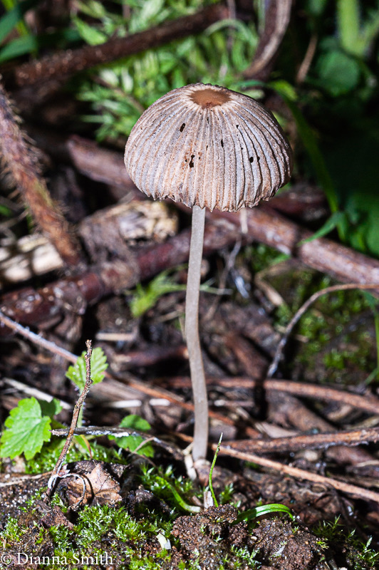 Parasola auricoma  02499