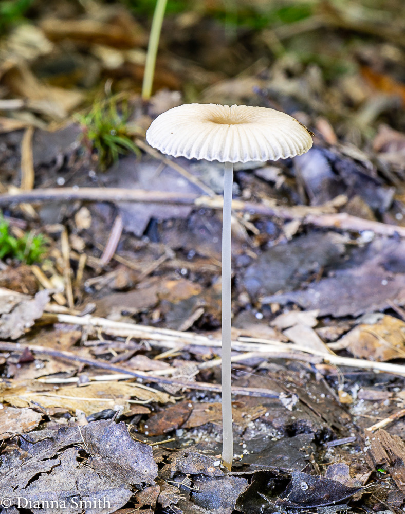 Parasola leiocephala 05444
