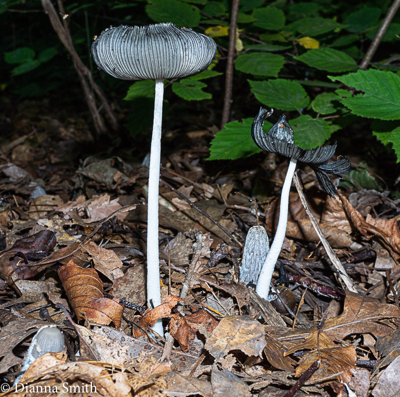 Parasola plicatilis 02607