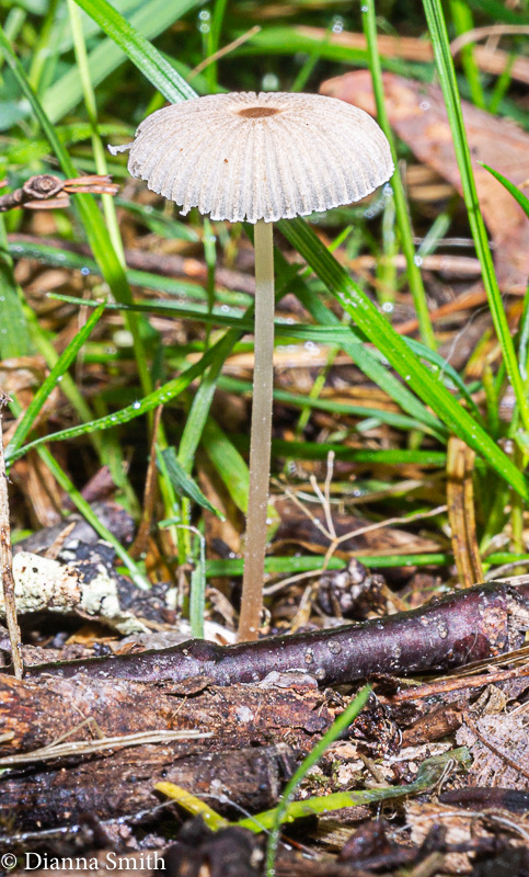 Parasola plicatilis 07014