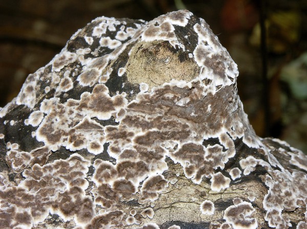 Peniophora albobadia 5080