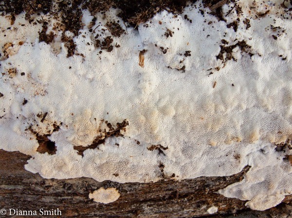 Perenniporia medulla-panis 0506