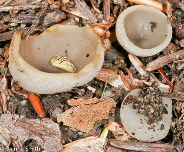 Peziza succosa2560