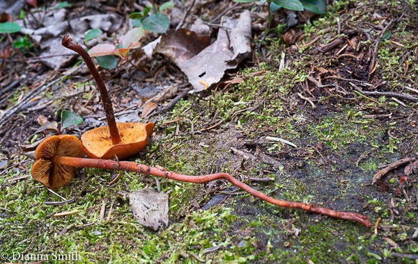 Phaeocollybia jennyae, christiniae 05738