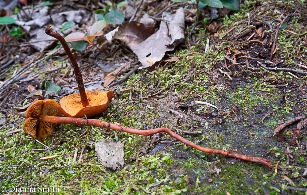 Phaeocollybia jennyae, christiniae 05738