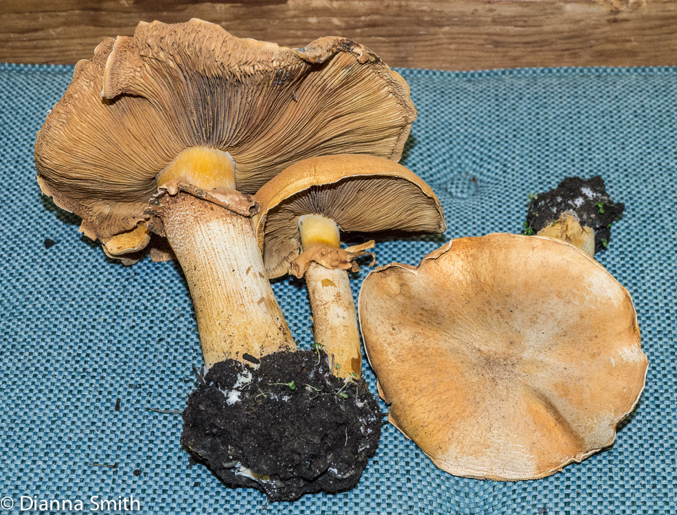 Phaeolepiota aurea1000905