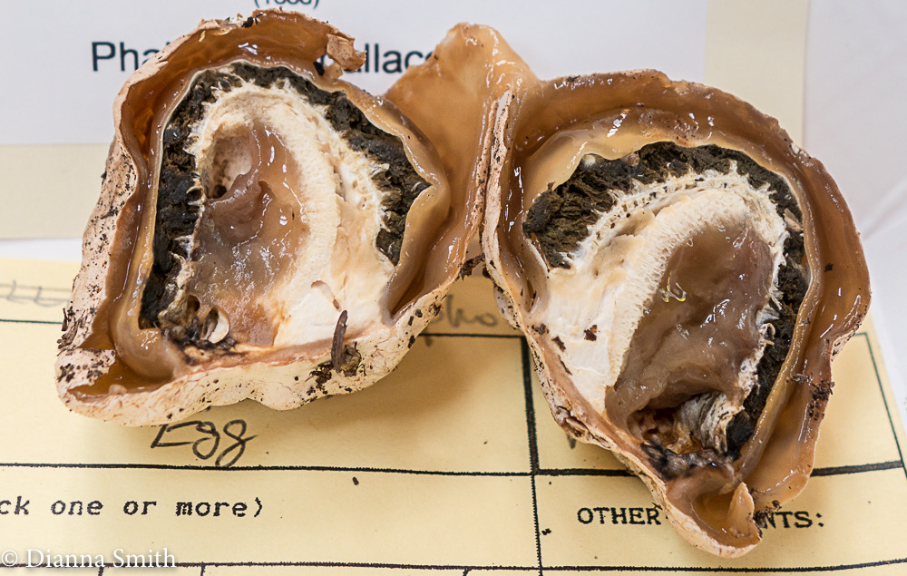 Phallus duplicatus (Dictyophora duplicata)1363