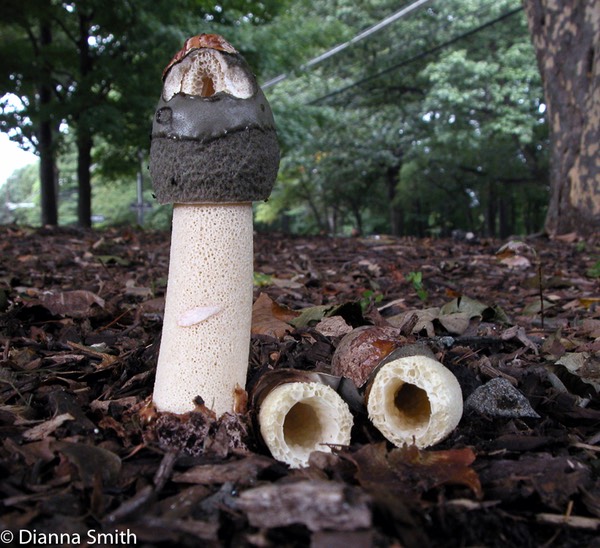 Phallus raveneliiA