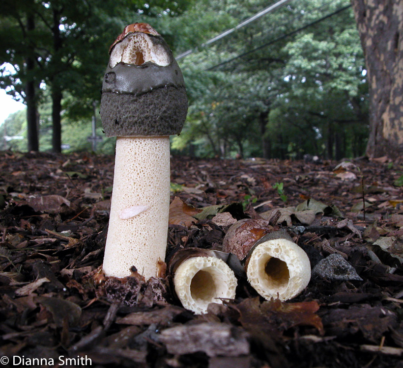 Phallus raveneliiA