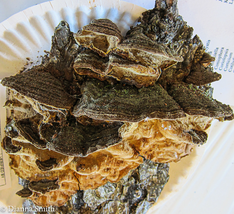 Phellinus chrysoloma 2505