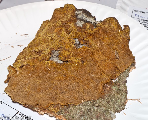 Phellinus ferruginosus1010174