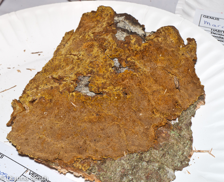 Phellinus ferruginosus1010174