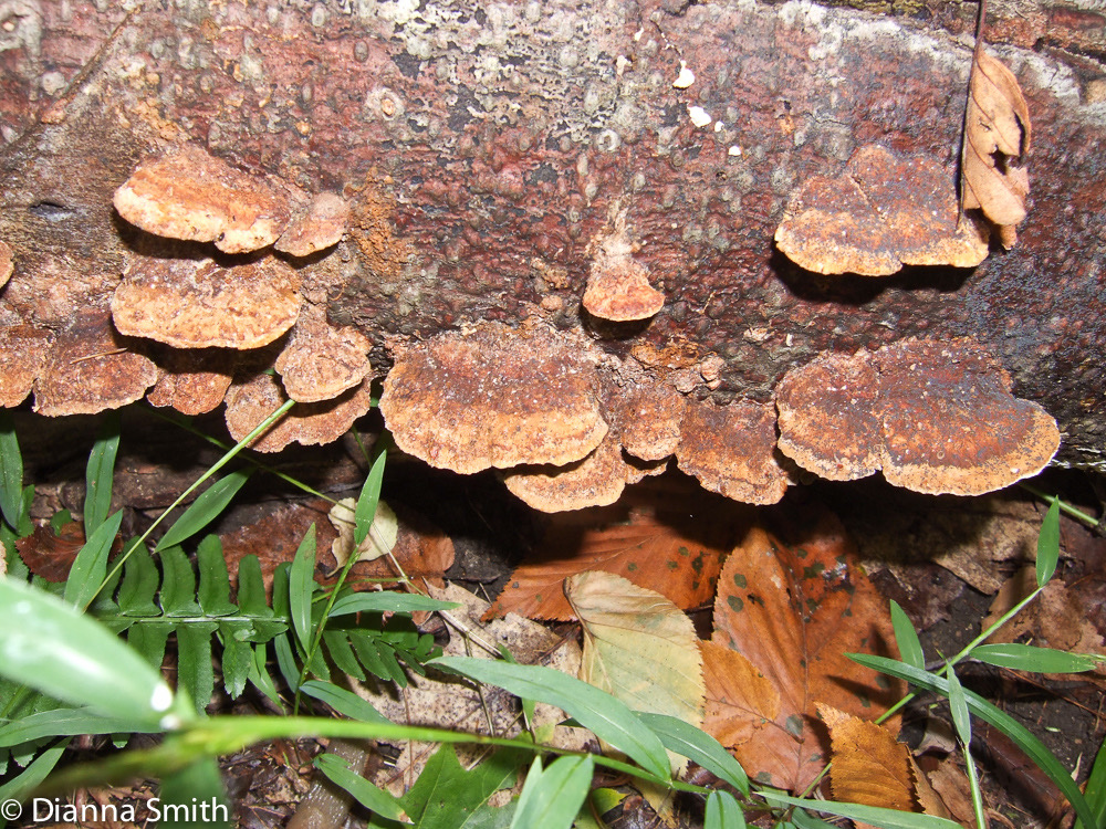 Phellinus gilvus10010089
