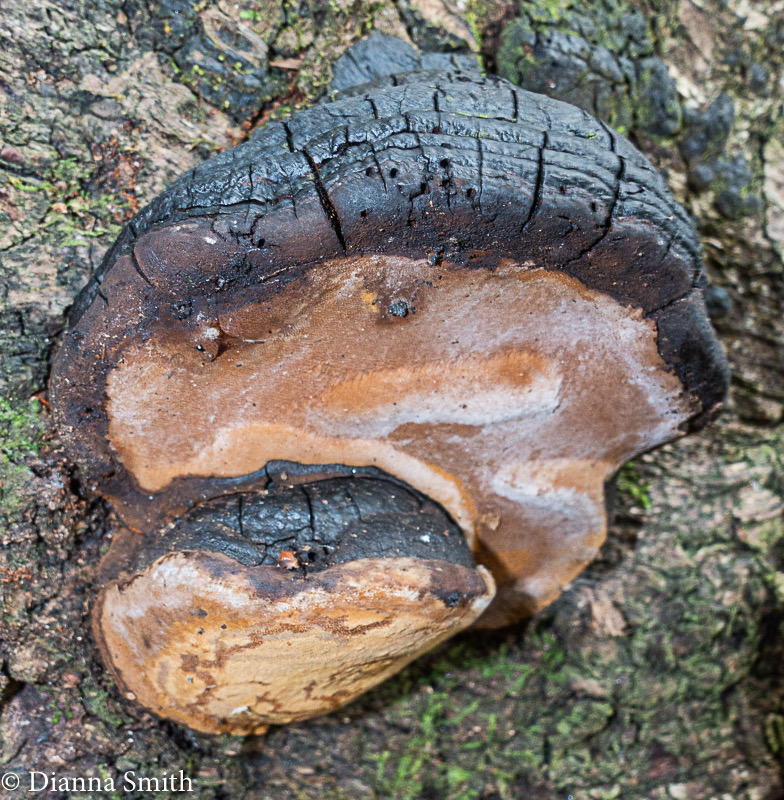 Phellinus igniarius 01109