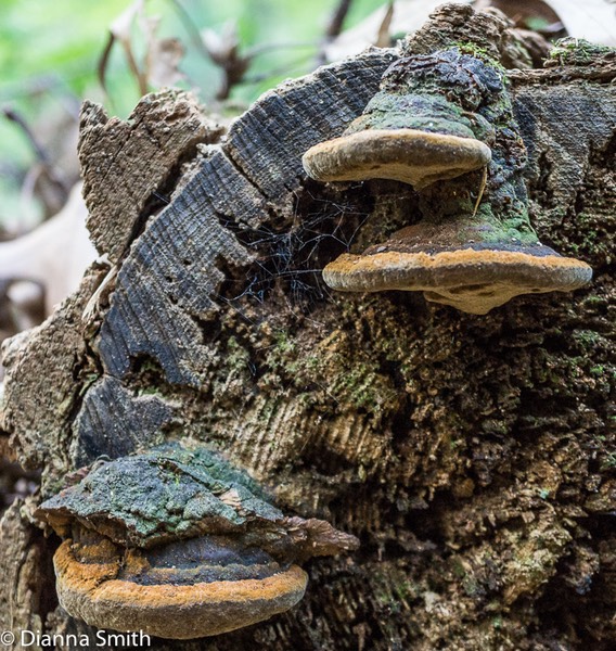 Phellinus rimosus01245