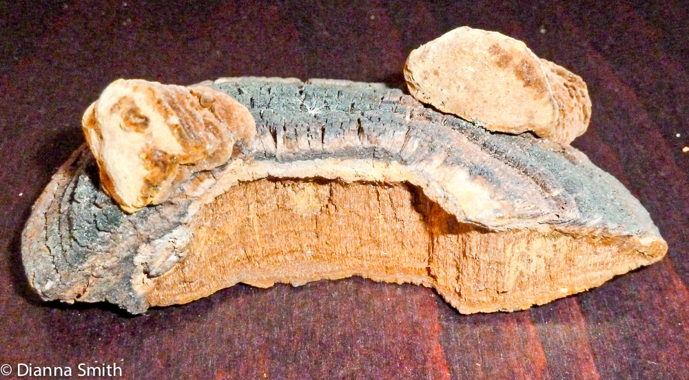 Phellinus robiniae (Phellinus rimosus)1030247