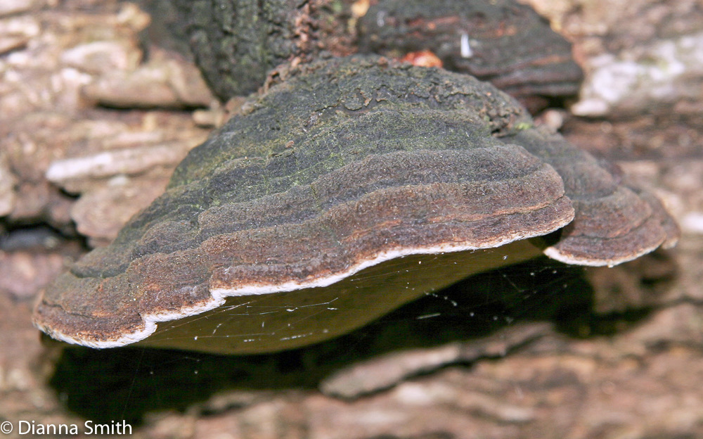 Phellinus robiniae (Phellinus rimosus)2170