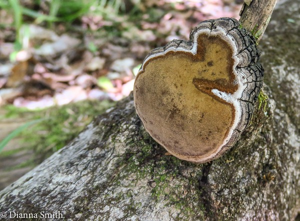 Phellinus tremulae (Aspen Bracket) _0161