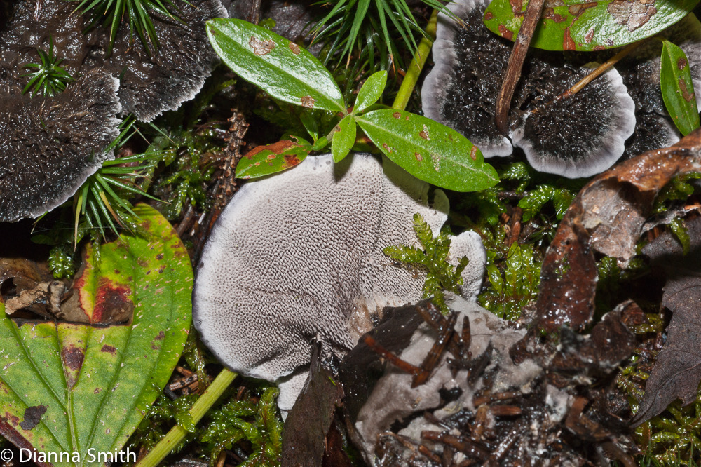 Phellodon niger02194