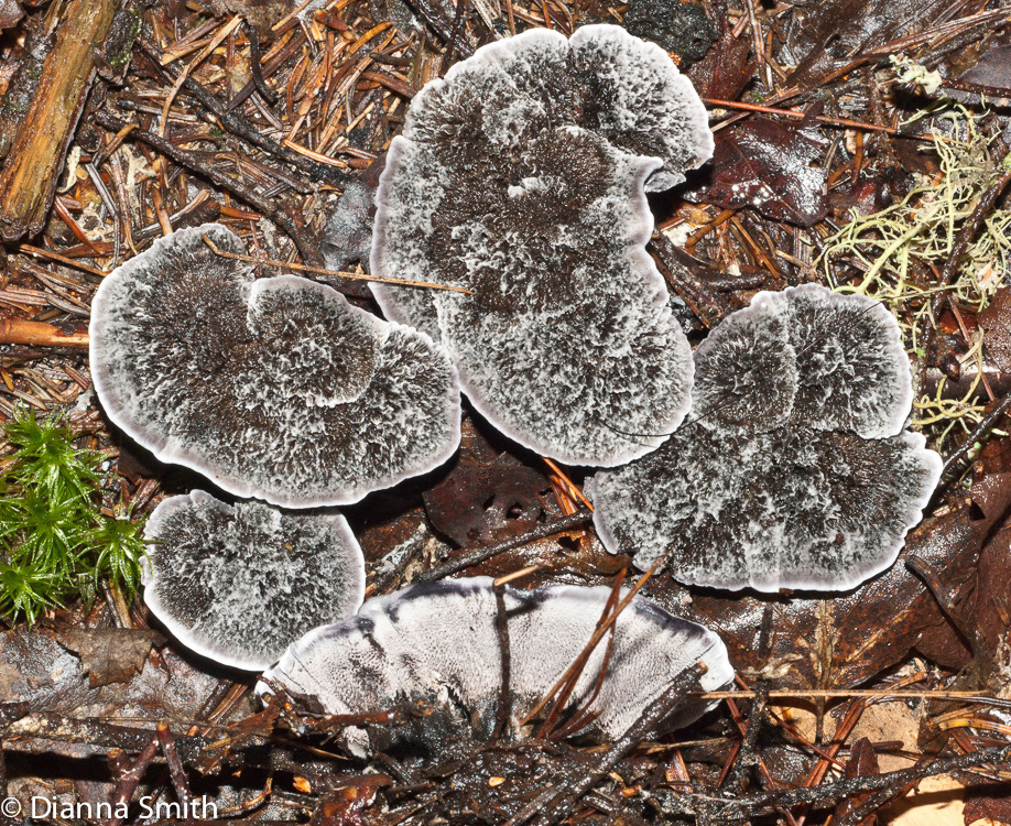 Phellodon niger02225