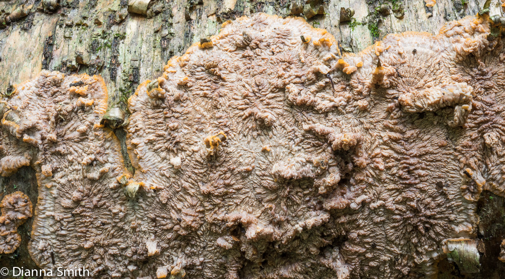 Phlebia radiata02603