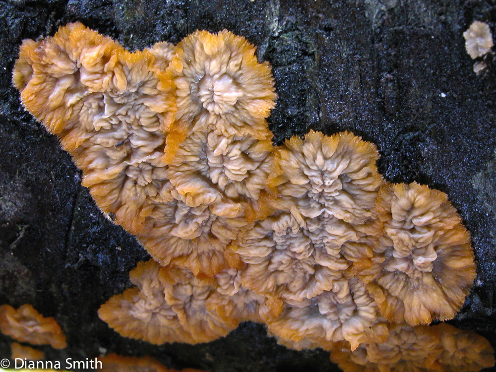 Phlebia radiata2002A