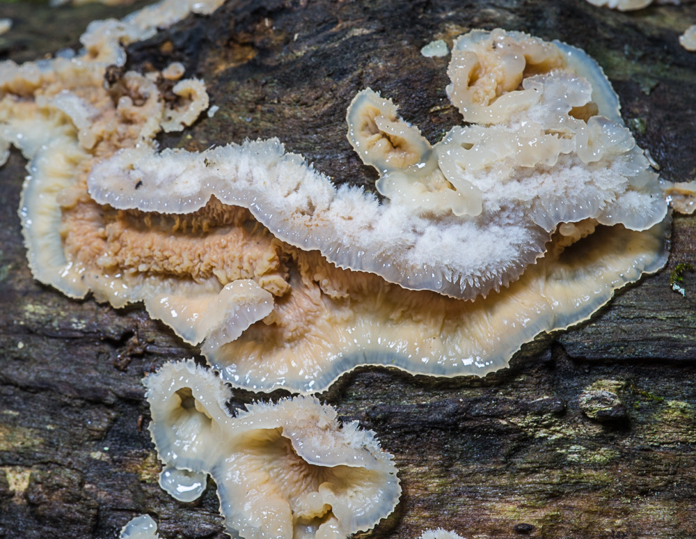 Phlebia tremellosa (Merulius tremellosus) 01735