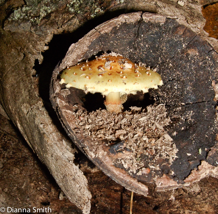 Pholiota aurivella0235
