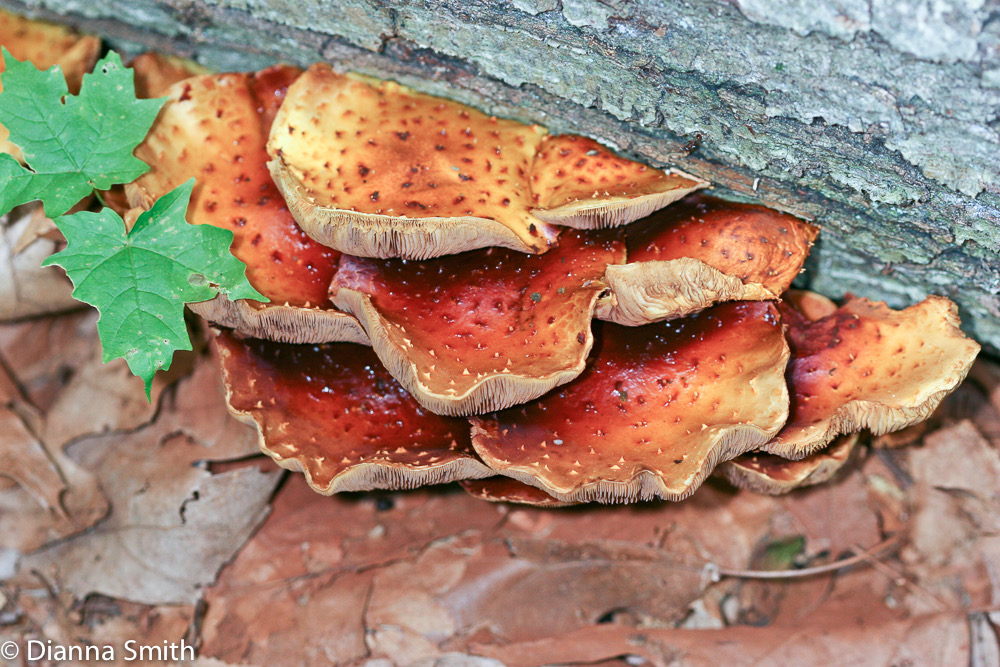 Pholiota aurivella8278