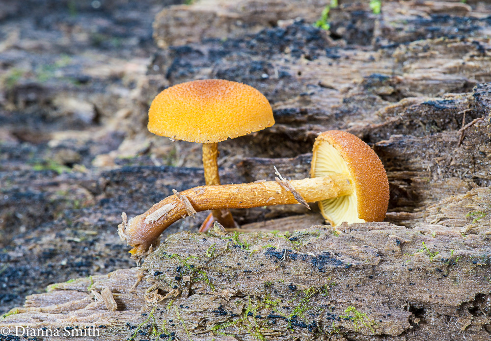 Pholiota granulosa  01755
