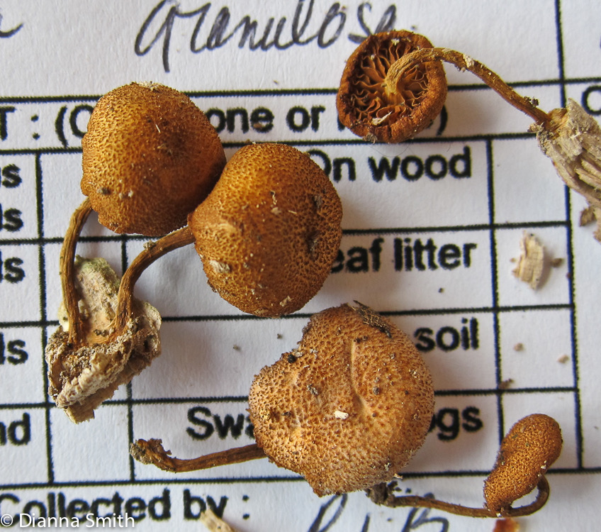 Pholiota granulosa 2316