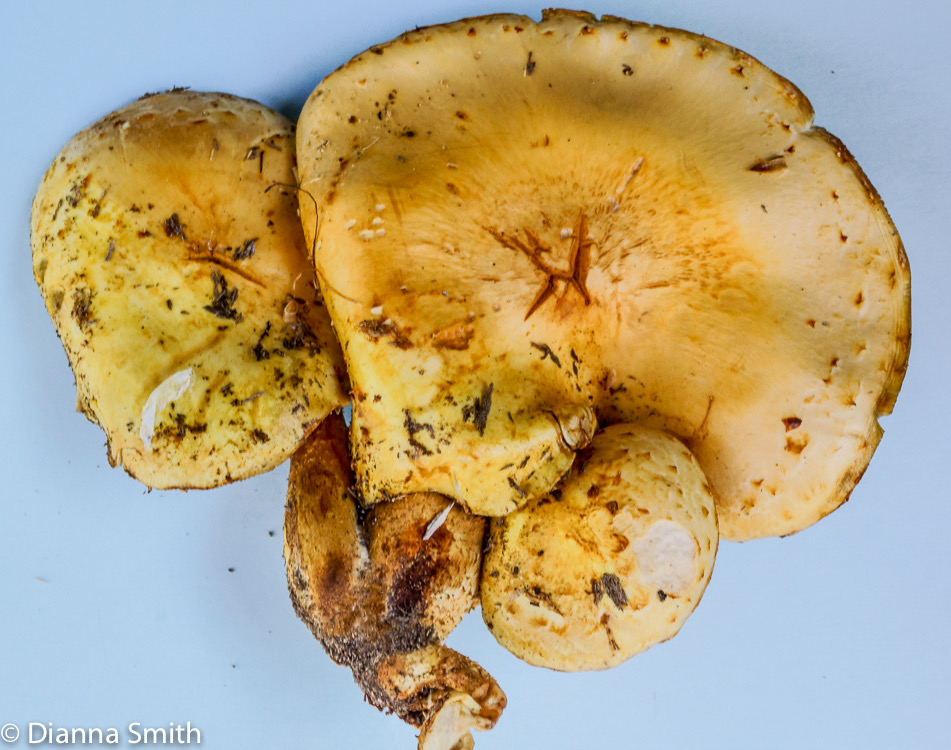 Pholiota limonella00251