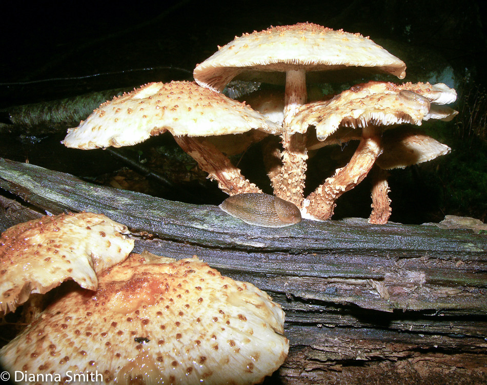 Pholiota squarrosoides1873