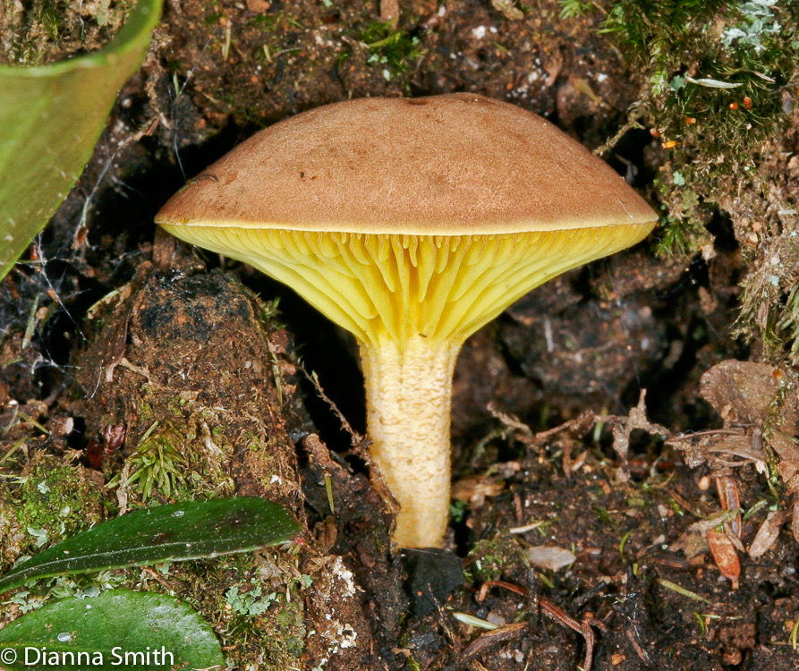 Phylloporus rhodoxanthus 2606