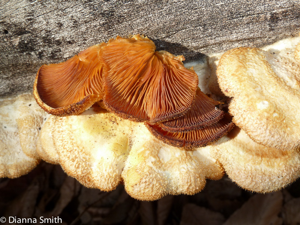 Phyllotopsis nidulans1030099