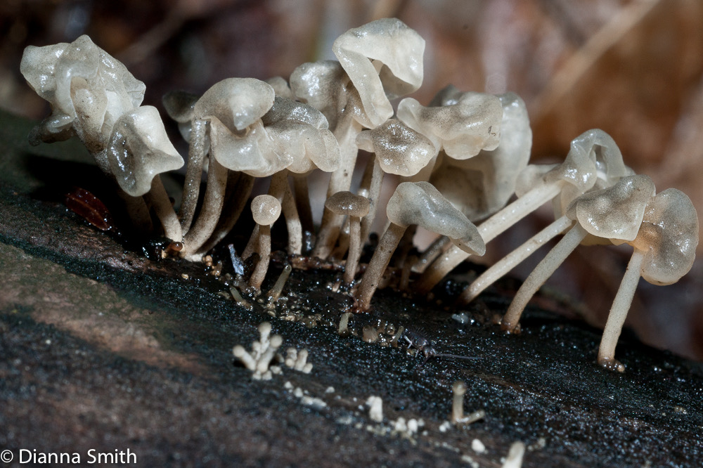 Physalacria inflata02394