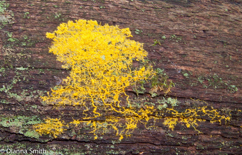 Physarum polycephalum5699