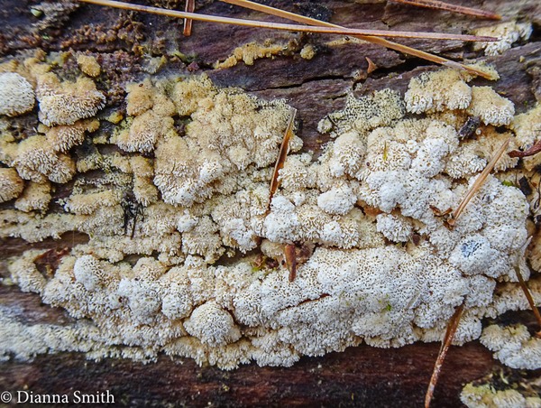 Physisporinus vitreus- crust 06249