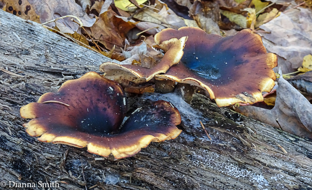 Picipes badius (Polyporus badius) 05650