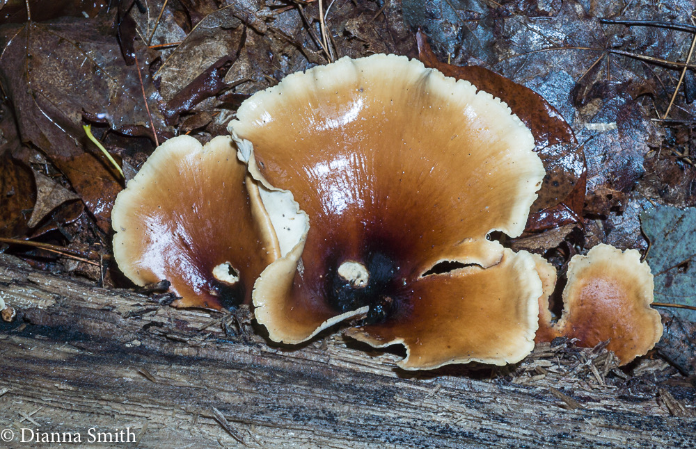 PICIPES (Polyporus)-badius 07907