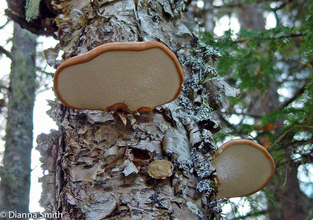 Piptoporus betulinus polypore edited