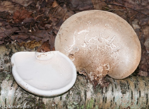 Piptoporus betulinus1010213